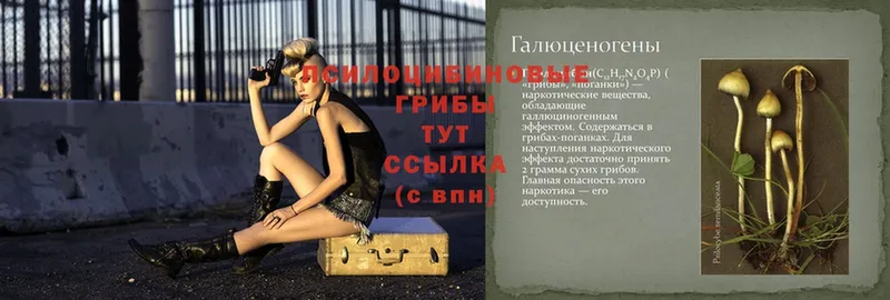 Псилоцибиновые грибы Psilocybe  как найти наркотики  Агидель 